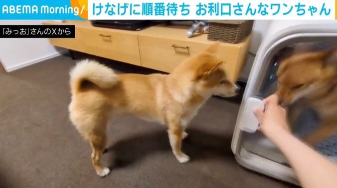 豆柴
