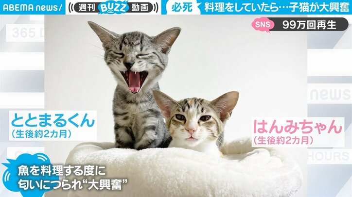 子猫2匹が料理中に大興奮！ 納得の理由に「まるで漫画」「やはり子猫は反則」