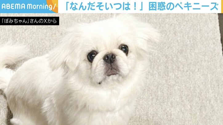 ペキニーズのぽみちゃん（3歳）