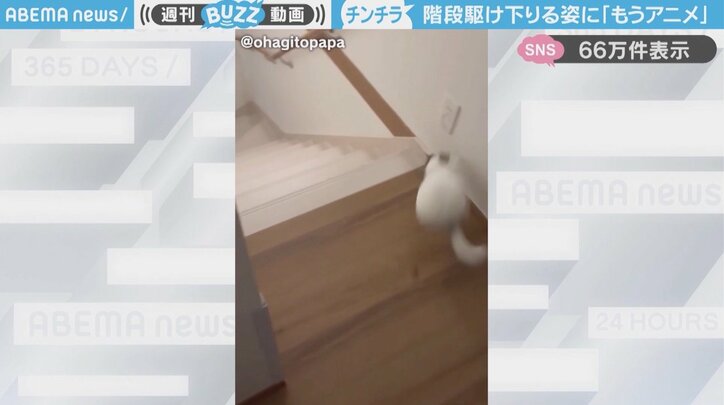 チンチラ「しらこくん」