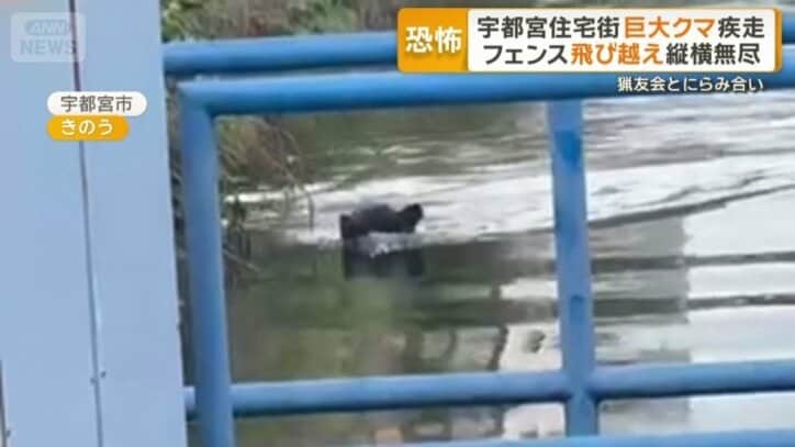 川を悠然と泳ぐクマ