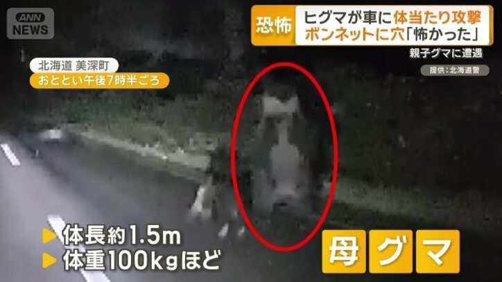 2頭のヒグマが出現