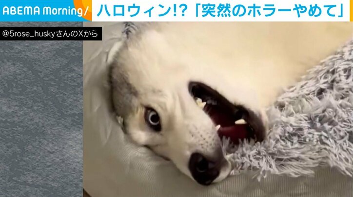 ハスキーが突然見せた“ホラーな表情”