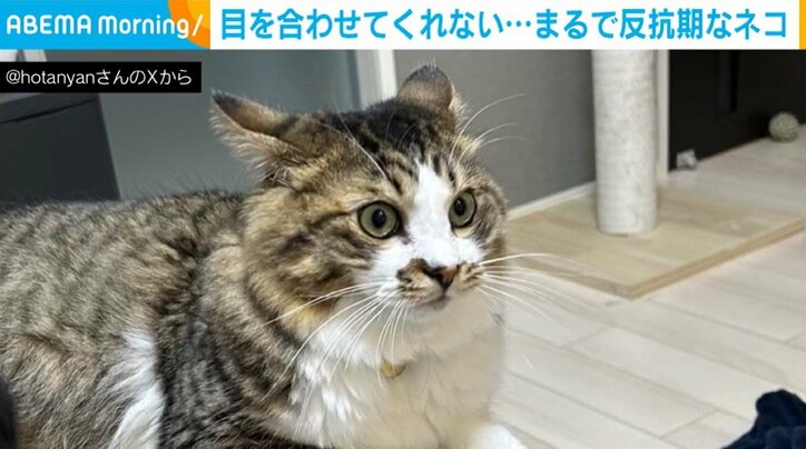 猫のほたてくん（1歳）