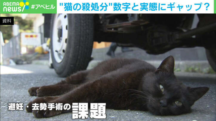 【映像】殺処分数は減少も…現場とのギャップが生まれたワケ