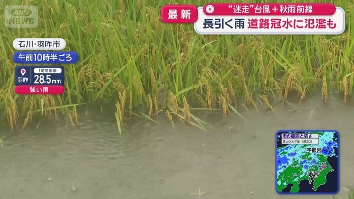 半分以上が水につかった稲穂