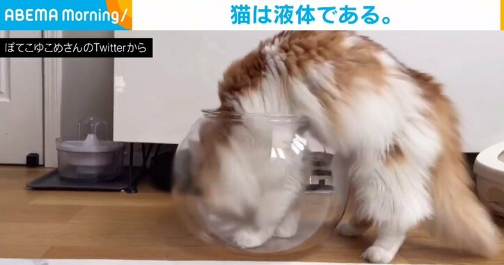 「猫が溶けていく過程をご覧ください」カラの容器の中にスッポリ収まる姿に「その柔軟性がほしい」「液状化現象」と話題