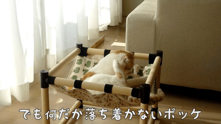 スコティッシュ猫のポッケが全力で癒してくる 「足ピーン!」も