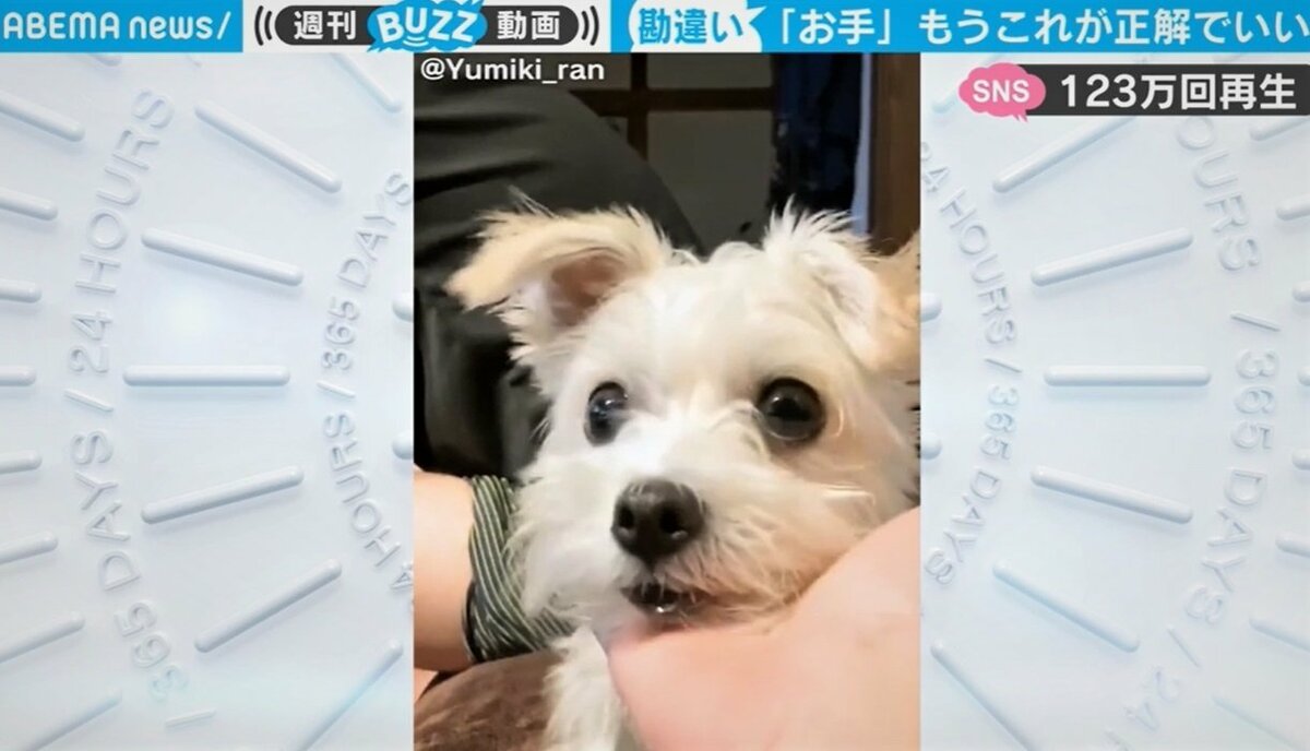 飼い主は諦めムード お手とアゴ がごちゃ混ぜの犬に 可愛いから正解 ネットで反響 国内 Abema Times