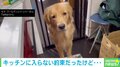 心配だワン…“お友達”の帰りを待つ犬の動画にTwitter民悶絶「不安気な表情が愛おしい」「優しいなぁ」