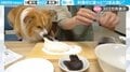 こっそり“つまみ食い”しているつもり…?料理中、犬が見せた大胆すぎる行動 「ちょっとずつならバレないと思ってるw」の声