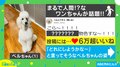 2足立ちでオヤツボックスを物色? 犬の珍行動に「滅多にキッチンに居ない休日のお父さん」とツッコミの嵐