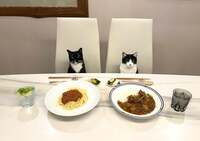 藤あや子『おうちごはん』