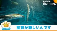 【映像】超貴重！“元気に泳ぐタチウオ”