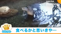 【映像】何か飛んできた? ごはん中のワニの“勢い余った”行動