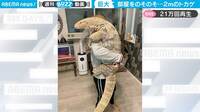 腕の中に体長2mの巨大トカゲ 衝撃の“抱っこ”姿に「まるで恐竜」「最高にラブリー」驚きの声