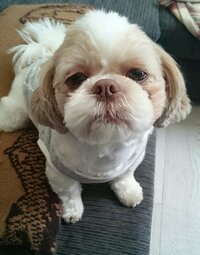 坂上忍『熊手で芝生なパパ』