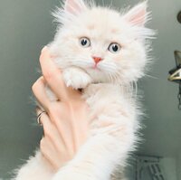 桃『新しい家族が増えました♡♡♡』