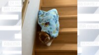 猫のお家芸 毛布を羽織って階段ノソノソ