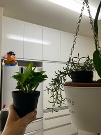 原田龍二の嫁『昨日IKEAで買ったもの』