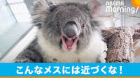「メスがこの顔の時は『近づくな』」 コアラの生態紹介が話題