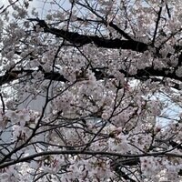 瀬戸朝香『春』