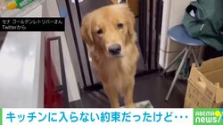 心配だワン…“お友達”の帰りを待つ犬の動画にTwitter民悶絶「不安気な表情が愛おしい」「優しいなぁ」