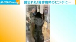 鍵を忘れた娘、ピンチを救ったのは「まさか？」の黒猫