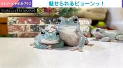 ピョーンっ！人に慣れすぎたカエルの“大ジャンプ”に「鳥かと思った」「人に慣れるんか」と驚きの声続出