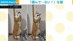 猫じゃらしで遊ぶ猫が驚愕 3コマ仕立ての“絶望の表情”に「ヤダ可愛すぎる」「信じられニャイ！」と反響