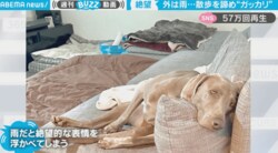 溢れ出る絶望感…雨によって全てのやる気を失った犬の姿が話題に