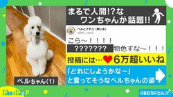 2足立ちでオヤツボックスを物色? 犬の珍行動に「滅多にキッチンに居ない休日のお父さん」とツッコミの嵐