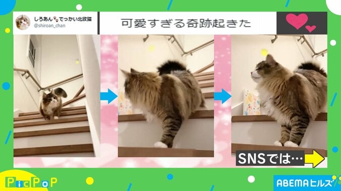 階段でボール遊びをする猫に“珍事” コントのような笑撃結末に「可愛すぎるんだけどー!」「最後のキョトン顔いいね!」 2枚目