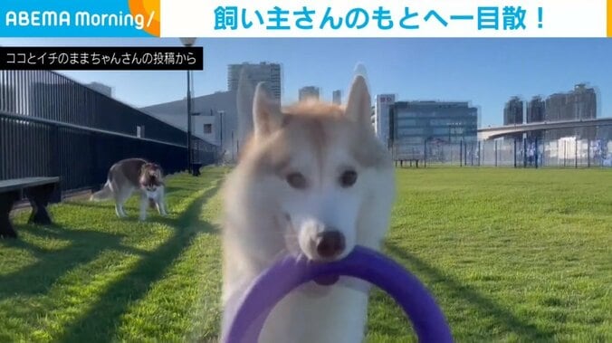 スピード抑えて!! 勢いあまって激突する犬の“豪快ダイブ”に「可愛すぎる…」「どごーんｗ」と反響続々 1枚目