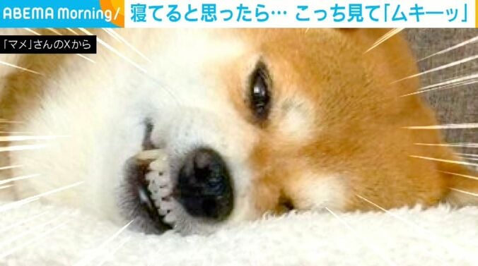 柴犬のまめちゃん