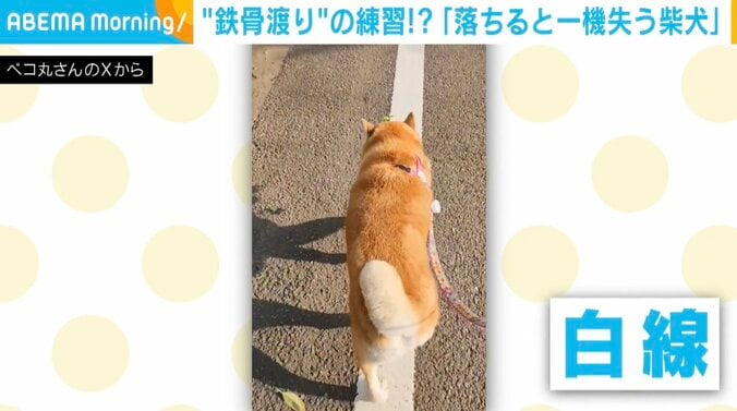 柴犬の茶々丸くん
