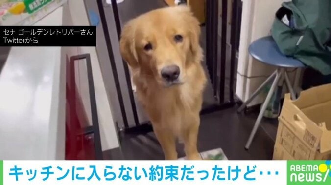 心配だワン…“お友達”の帰りを待つ犬の動画にTwitter民悶絶「不安気な表情が愛おしい」「優しいなぁ」 1枚目