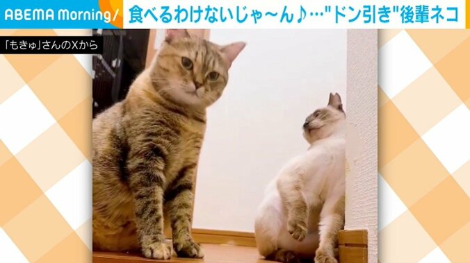 ドン引きするモモちゃん