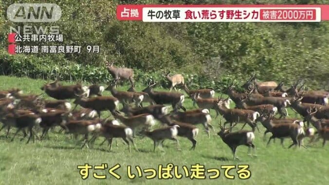 牧場内を駆け回るシカの大群