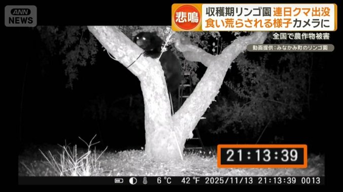 リンゴの木に登る様子