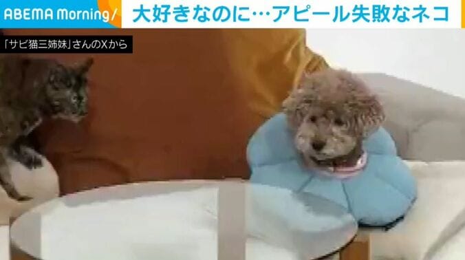「サビ猫三姉妹」さんのXから