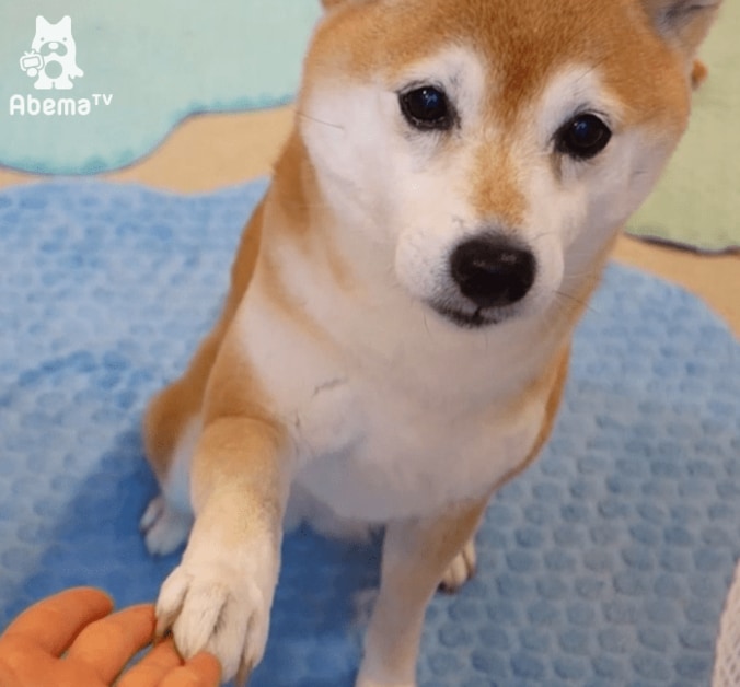 「お手できるにゃ！」 柴犬2匹と暮らす猫ミルキーの芸に才能を感じる 4枚目