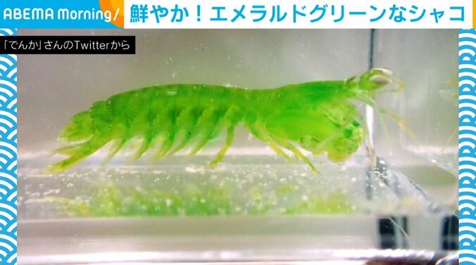 鮮やかな色のシャコ!? 衝撃的なエメラルドグリーンに「うっとりするくらい綺麗」「神秘的」と称賛の声 1枚目