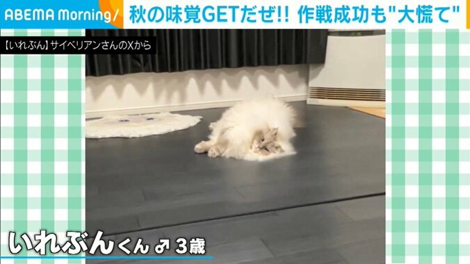 猫のいれぶんくん