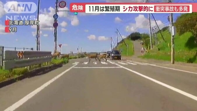 行儀よく横断歩道を渡るシカ