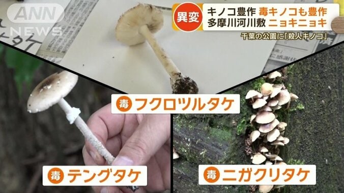 3種類の毒キノコが