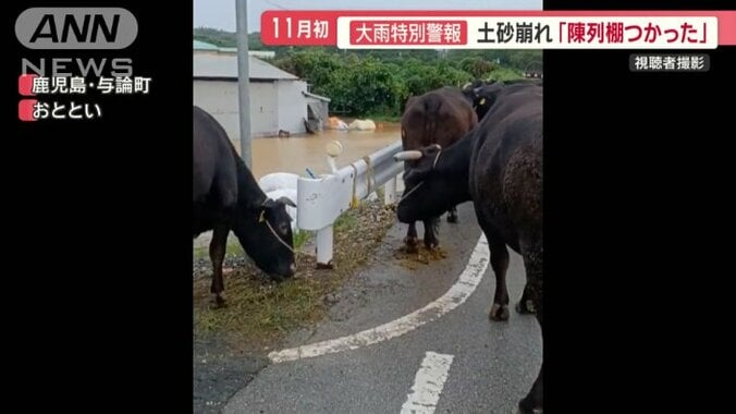 ウシも避難