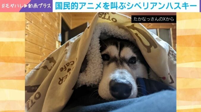 シベリアンハスキーのせつなちゃん