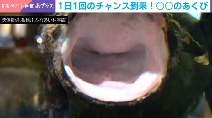 オオサンショウウオ