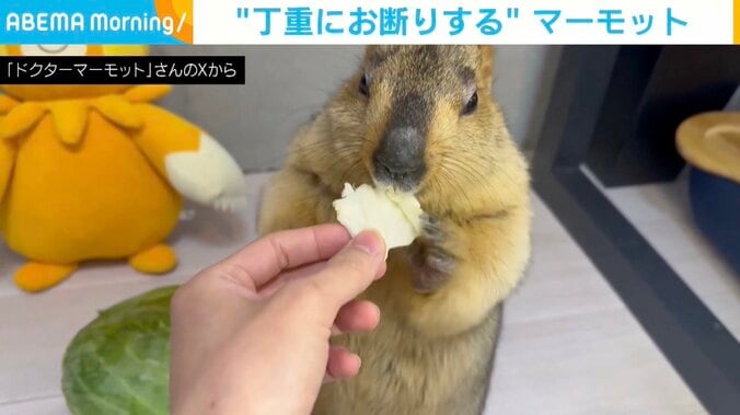 ヒマラヤマーモットのまもちくん